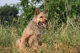 BOUVIER DES ARDENNES 382